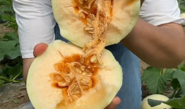 甜瓜视频,带你探索短视频世界的无限魅力